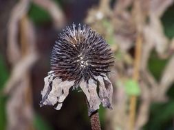 dead flower autumn on a blurred background