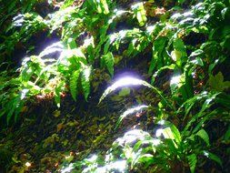 reflection of sunlight on the leaves of plants in the forest