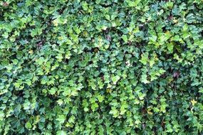 green ivy hedge