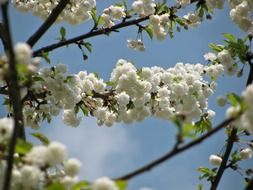 a nice tree blossom