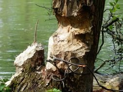 damage after beaver eating
