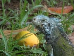 iguana in nature