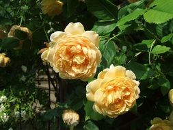 yellow roses on a bush in the garden