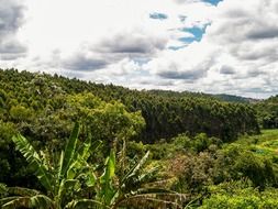 green tropical forest