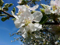 apple tree in bloom against a blue sky