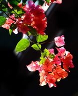 bougainvillea, twig with red flowers in back light