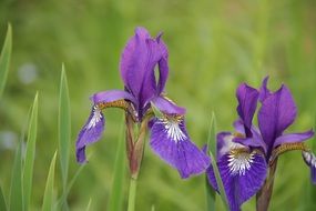 purple irises on a background of green grass