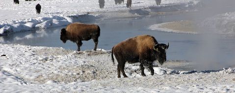 Bison near a hot spring