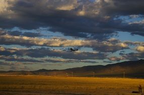 eagle flying over the countryside