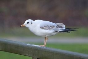 incredible beauty seagull