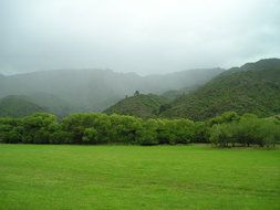 green meadow new zealand