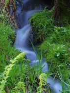 water bach forest nature green