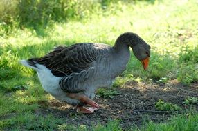 gray goose among green grass