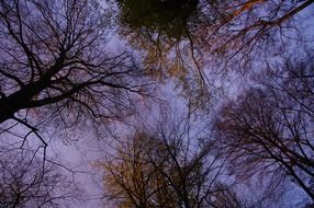 wondrous trees in the blue twilight of the forest