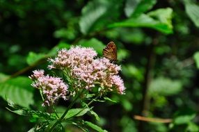 unimaginable butterfly forest