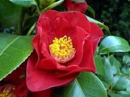 red rose with a yellow center on a bush