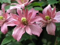 clematis with double pink flowers