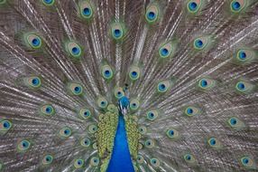 elegant peacock with a beautiful tail at the zoo in Philadelphia