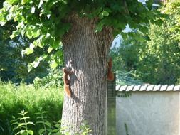 two squirrels on the tree