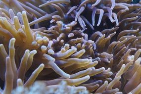 sea anemones at the bottom of the sea