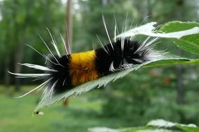 yellow and black caterpillar