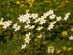 white anemones on the meadow