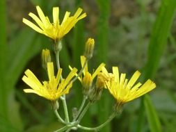yellow flowers on the stem of a plant