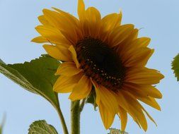 closeup photo of helianthus annuus sunflower