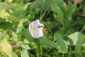 hoverfly insect in the flower