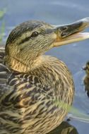 duck in nature on the water