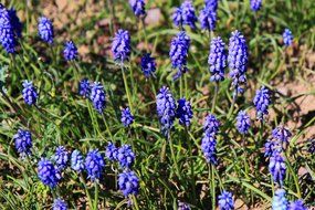spring purple hyacinth on the field