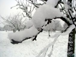 tree branches covered with snow