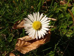 chamomile near dry leaves