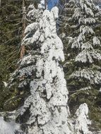 snowy forest as a wonderland