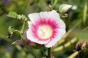 pink common hollyhock close-up on blurred background