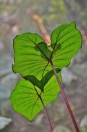two green leaves in the flowerbed