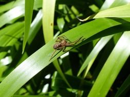 spider on a green long leaf