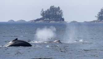 spraying humpback whale