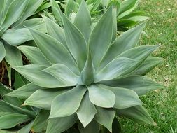 Agave tree leaves