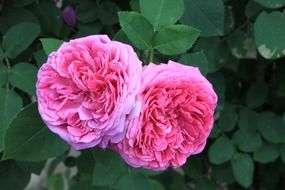 damask rose on a bush