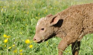 brown calf on green pasture
