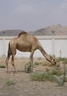 desert camel eating grass