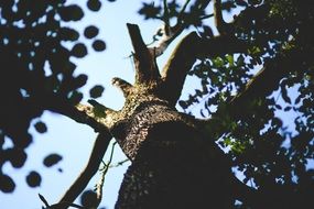 sick old tree in a forest