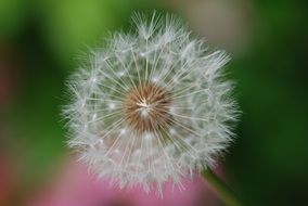 white dandelion close up