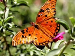 orange butterfly on a green bush close up