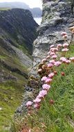 pink wildflowers on rock at coast