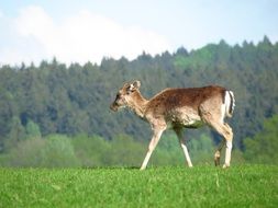 roe deer on a meadow in wildlife