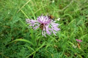 bee in pollination process of a flower