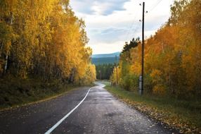 road through the Avenue of yellowed leaves