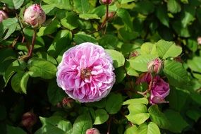 Pink rose flower blossom in green leaves